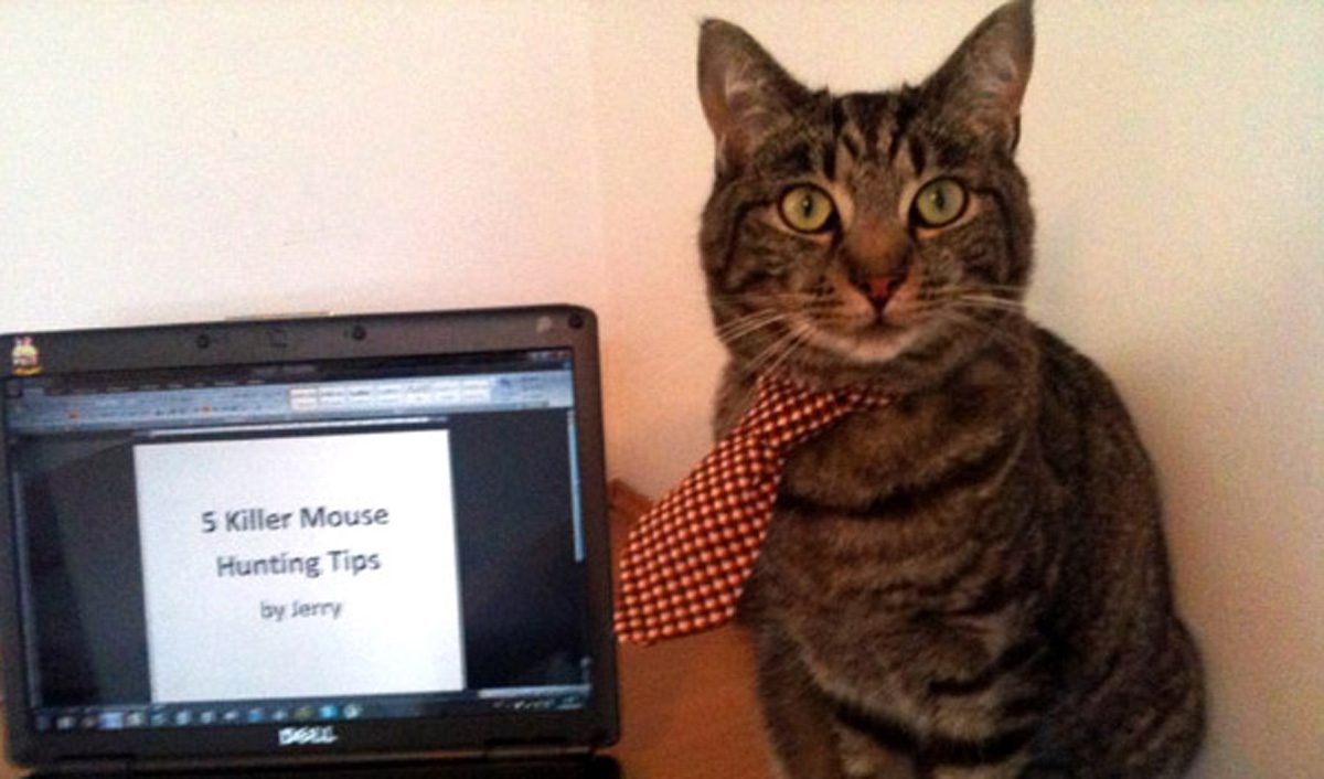 Jerry the copywriting intern cat